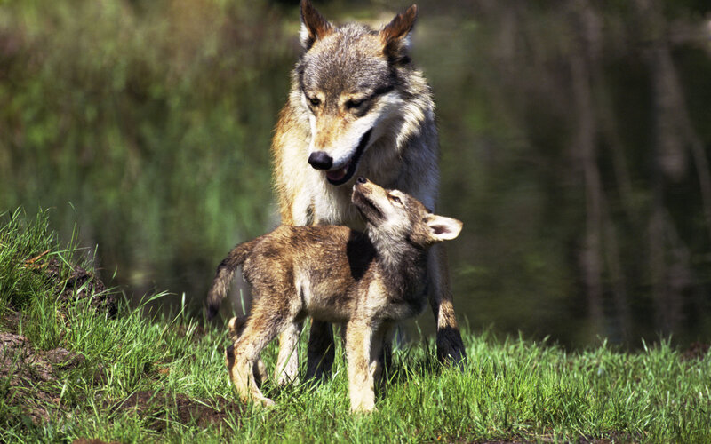 Wolf and Pup — Green
