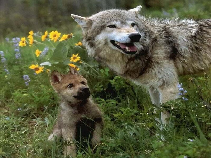 Wolf and Pup in Field