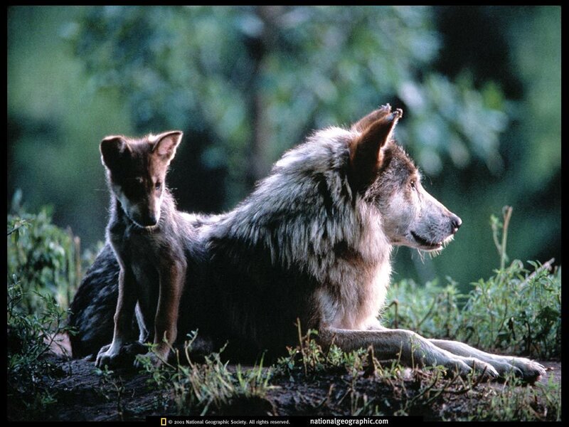 Wolf and pup in forest