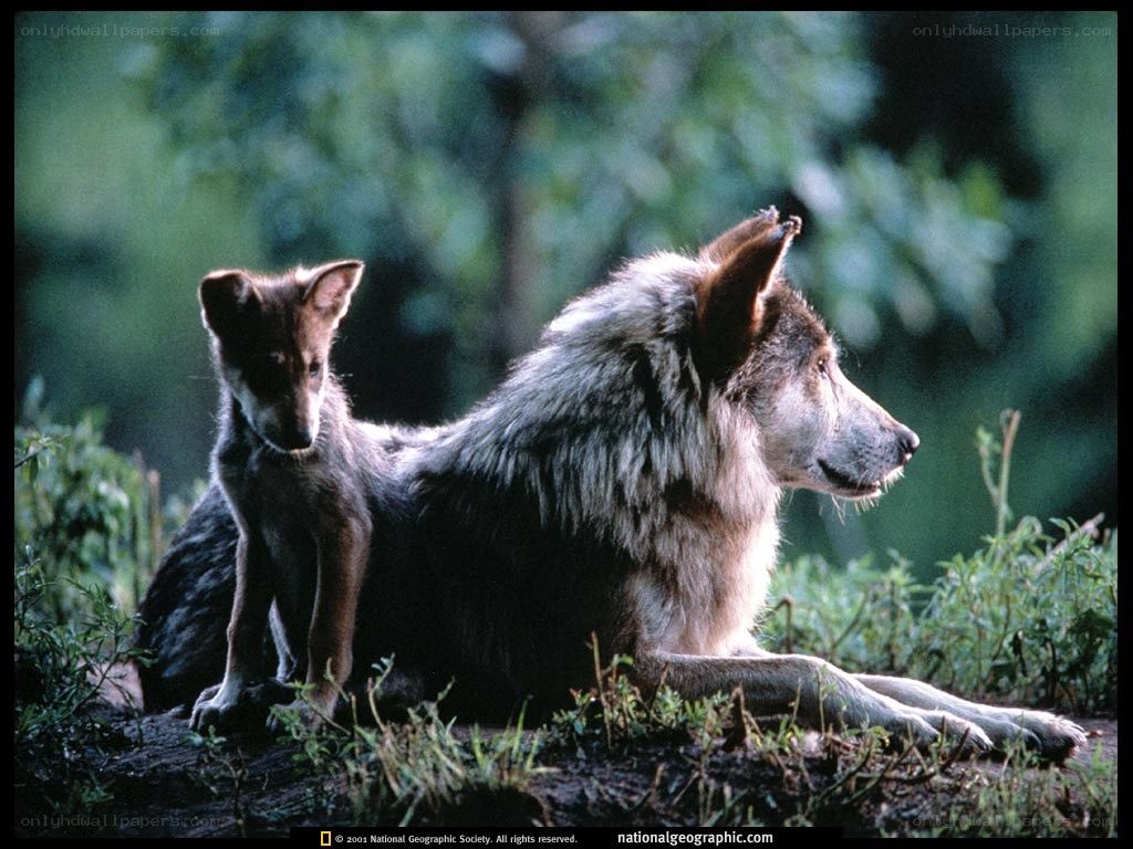 Wolf and pup in forest
