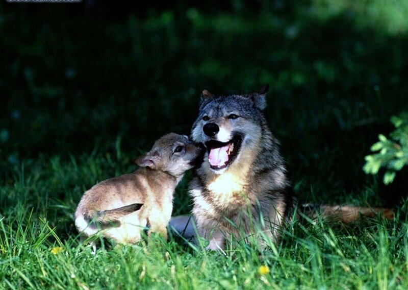 Wolf and pup in grass