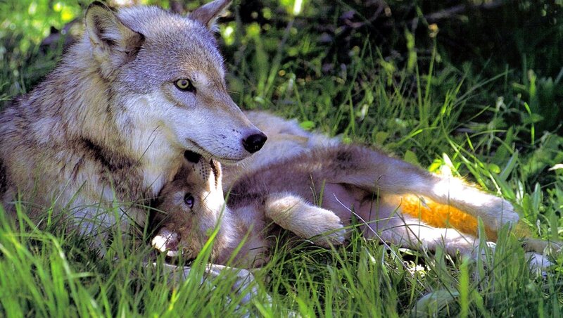 Wolf and Pup in Grass — Green, Calm, Afternoon
