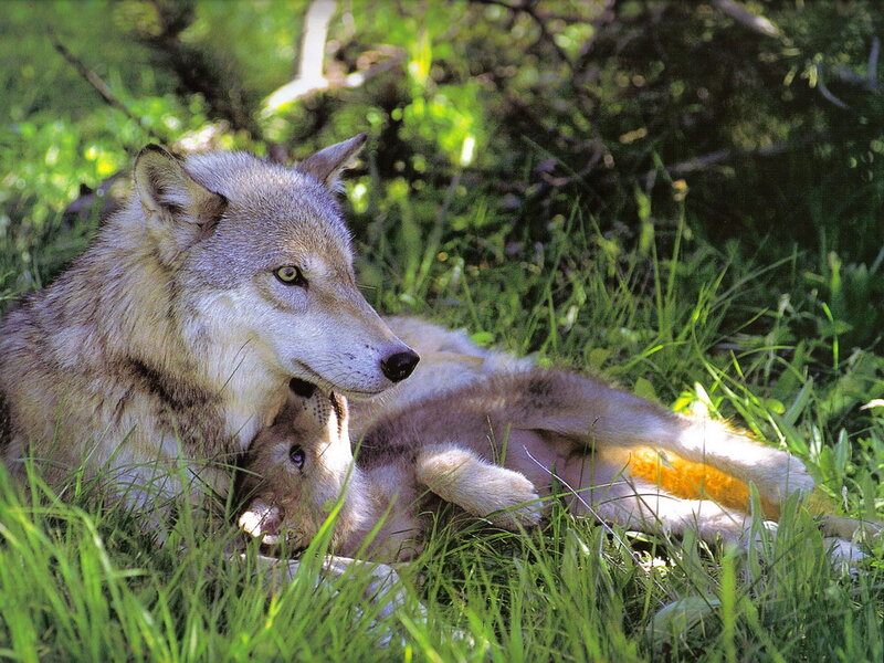 Wolf and Pup in Grass — Green