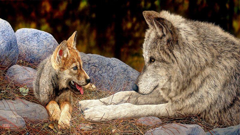 Wolf and pup interaction