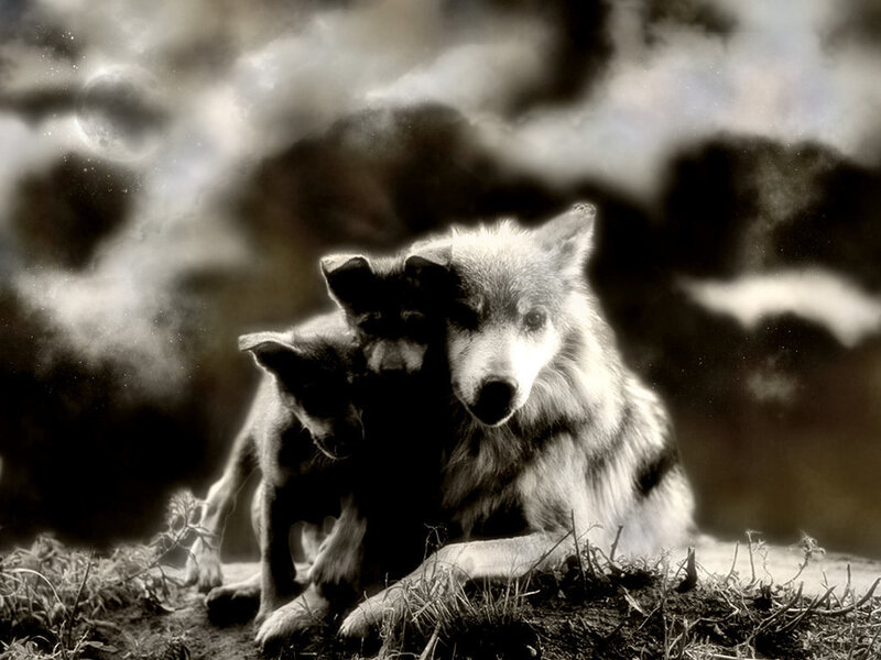 Wolf and Two Cubs