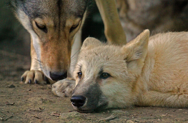 Wolf and Wolf Pup — Brown, Calm