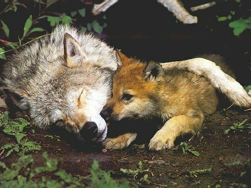 Wolf and Wolf Pup — Brown