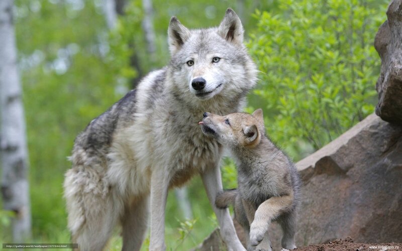 Wolf and Wolf Pup — Gray, Calm, Spring, Photograph