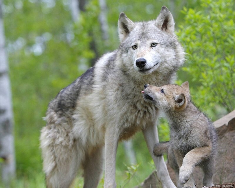Wolf and Wolf Pup — Gray, Calm, Spring