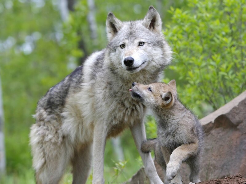 Wolf and Wolf Pup — Gray, Calm