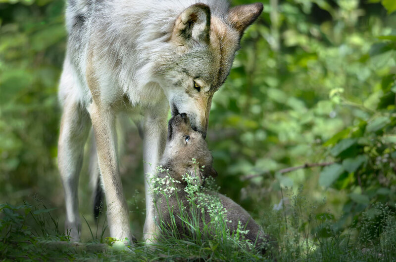 Wolf and Wolf Pup — Green, Calm