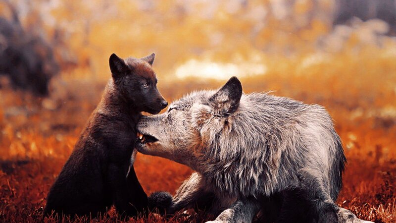 Wolf and Wolf Pup — Orange