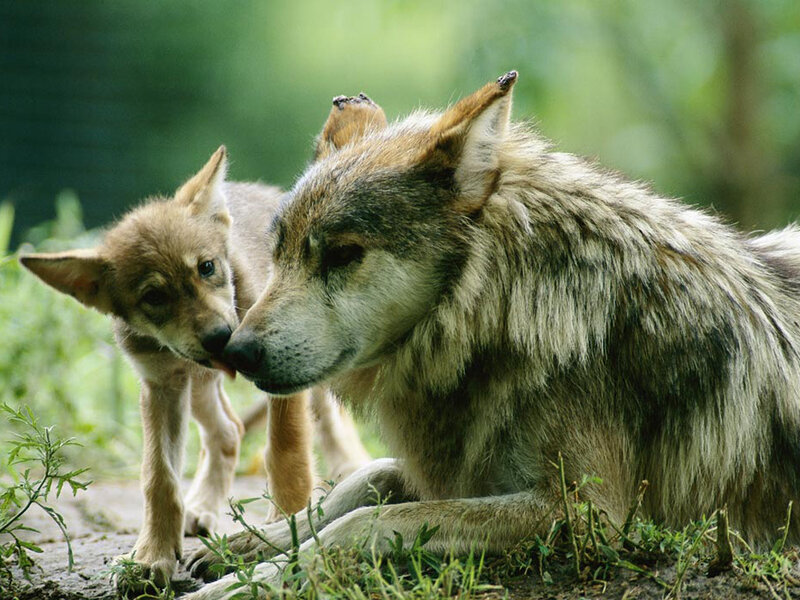 Wolf and Wolf Pup