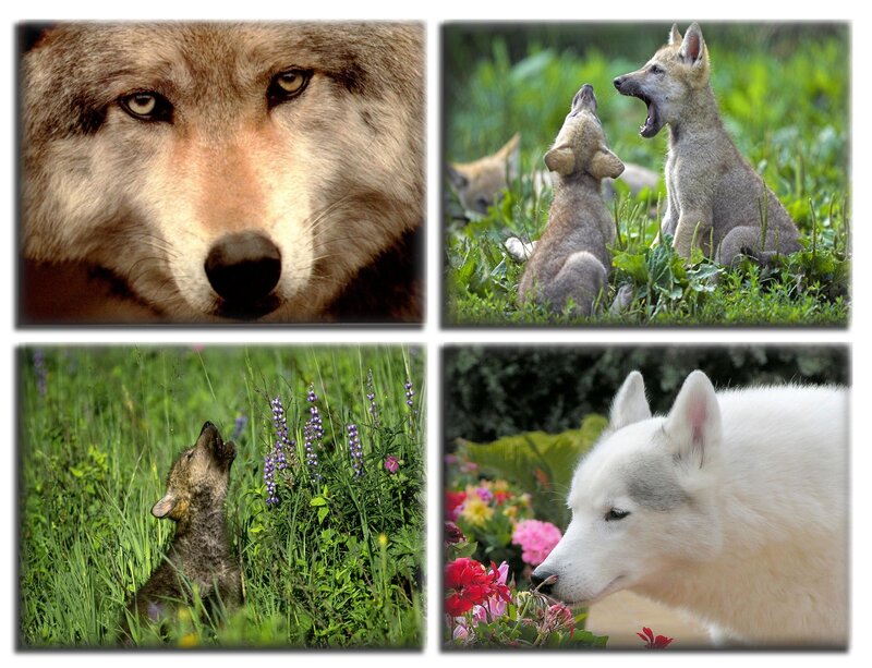 Wolf and Wolf Pups