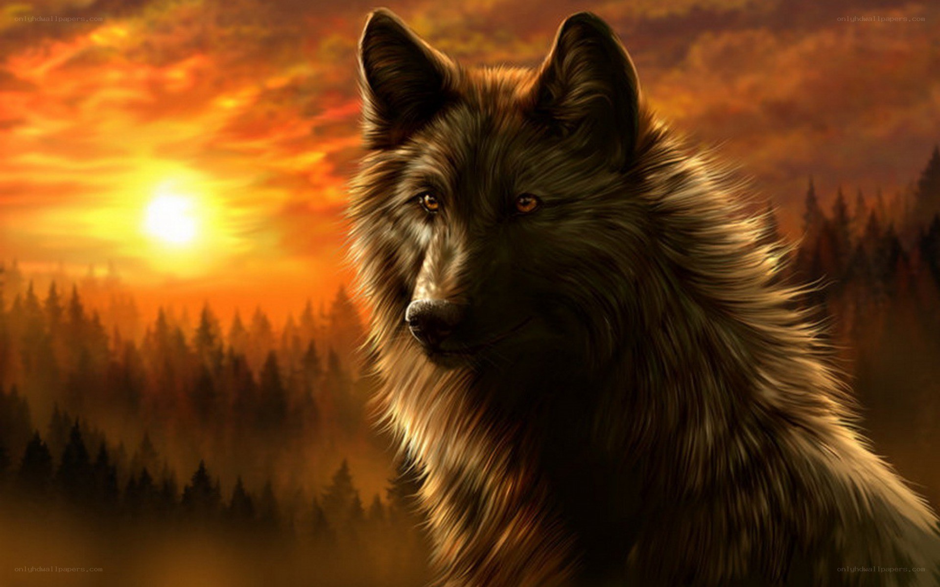 wolf at sunset in forest