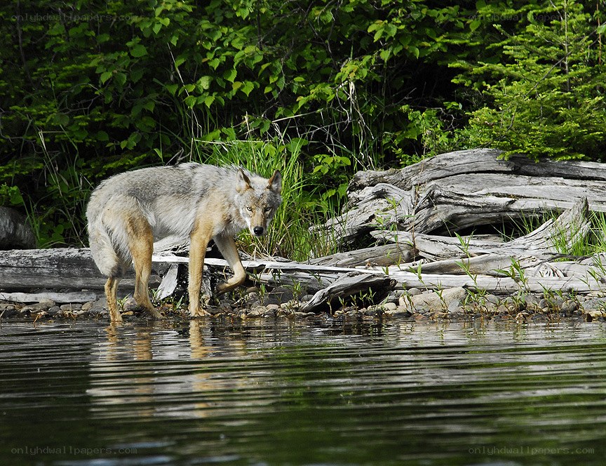 wolf at the water's edge