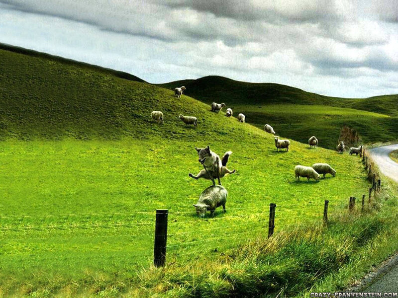 Wolf attacking sheep on hillside