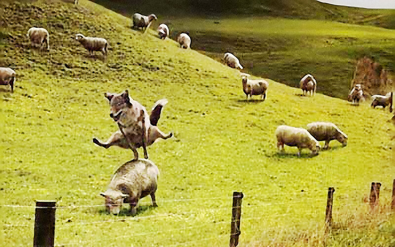 Wolf Attacking Sheep