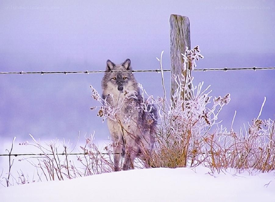 wolf behind a barbed wire fence
