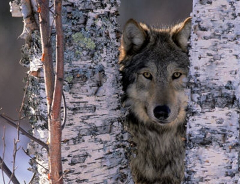 wolf behind birch tree