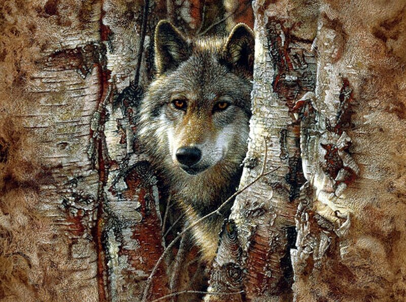 Wolf Behind Birch Trees — Brown