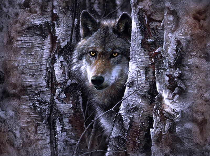 Wolf Behind Birch Trees