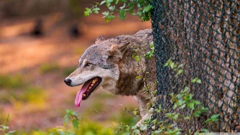 Wolf Behind Fence