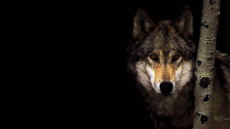 Wolf Behind Tree — Black