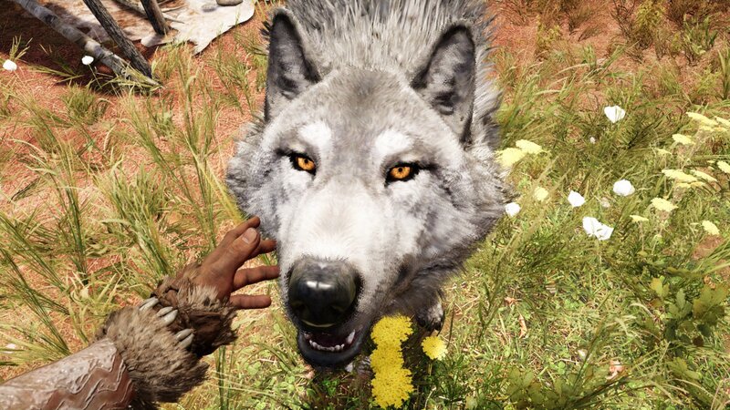 Wolf Being Petted