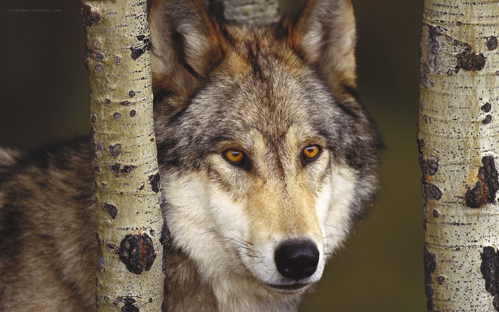 wolf between aspen trees