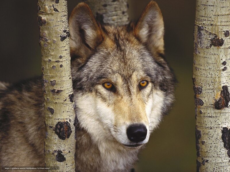 wolf between aspen trees