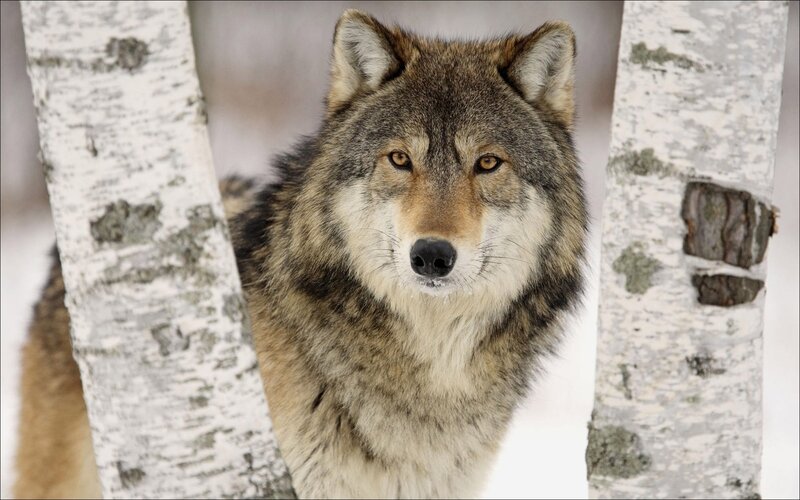 wolf between birch trees