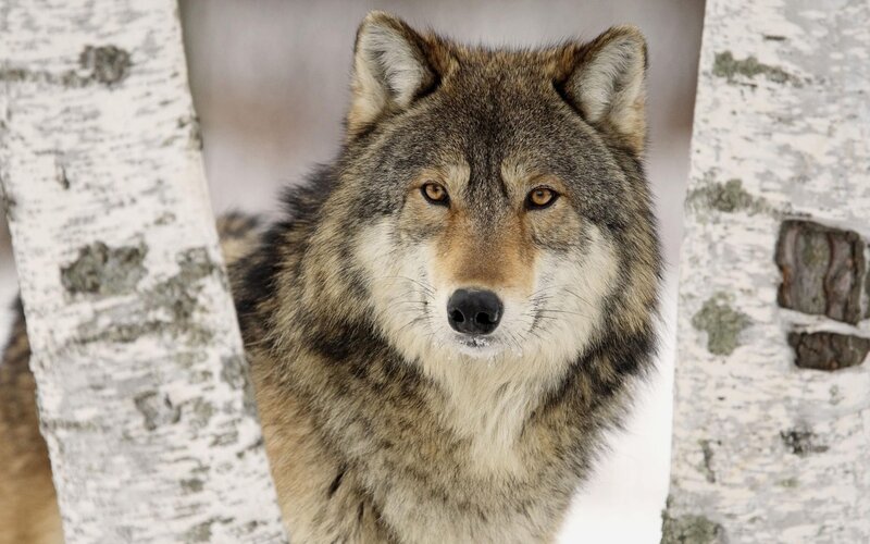 Wolf Between Birch Trees — Gray, Calm