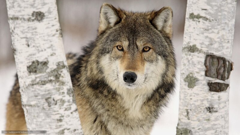 Wolf Between Birch Trees — Gray, Calm, Winter, Photograph, Birch Tree