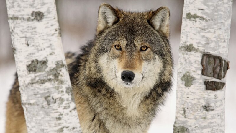 wolf between birch trees