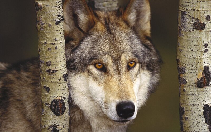 Wolf Between Trees — Alert