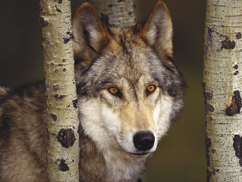 Wolf Between Trees — Forest