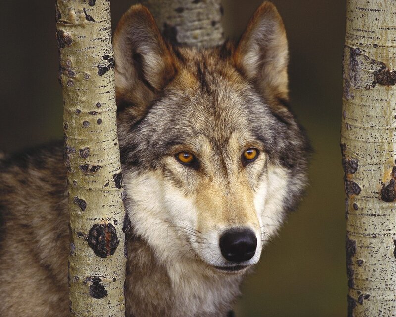 Wolf Between Trees — Gray, Alert, Photograph, Eyes