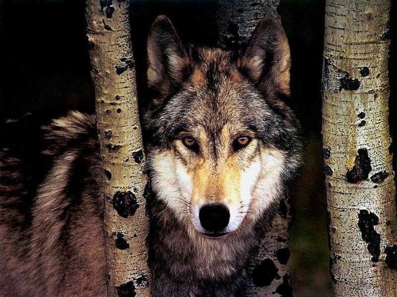 Wolf Between Trees — Gray, Alert, Photograph, Forest