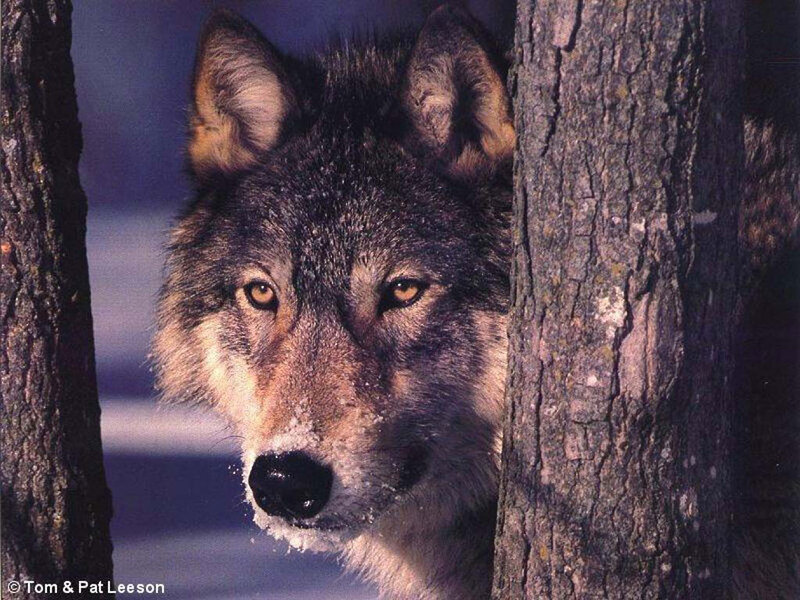 Wolf Between Trees — Gray, Alert