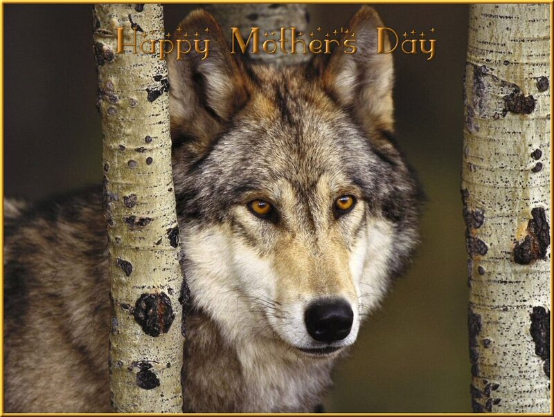 Wolf Between Trees — Gray, Calm