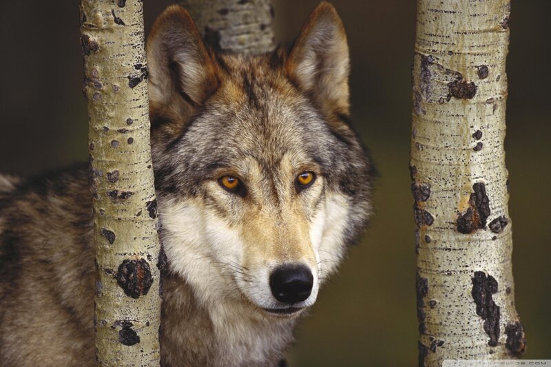 Wolf Between Trees — Photograph