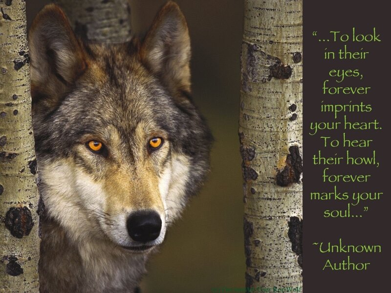 Wolf Between Trees