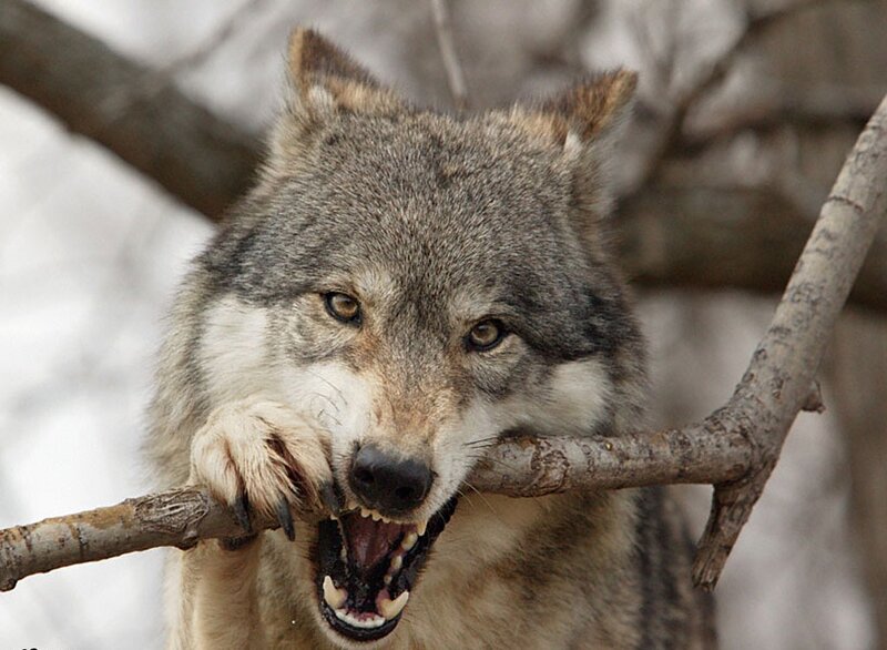 Wolf Biting Branch — Gray
