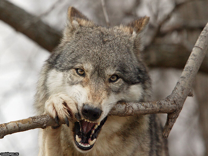 Wolf Biting Branch