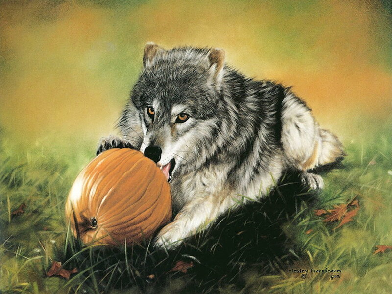 Wolf Biting Pumpkin