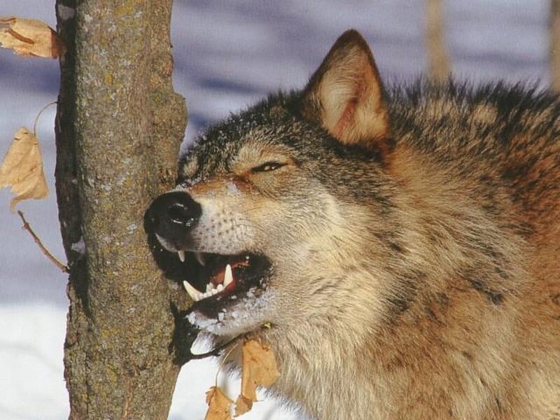 wolf biting tree in winter