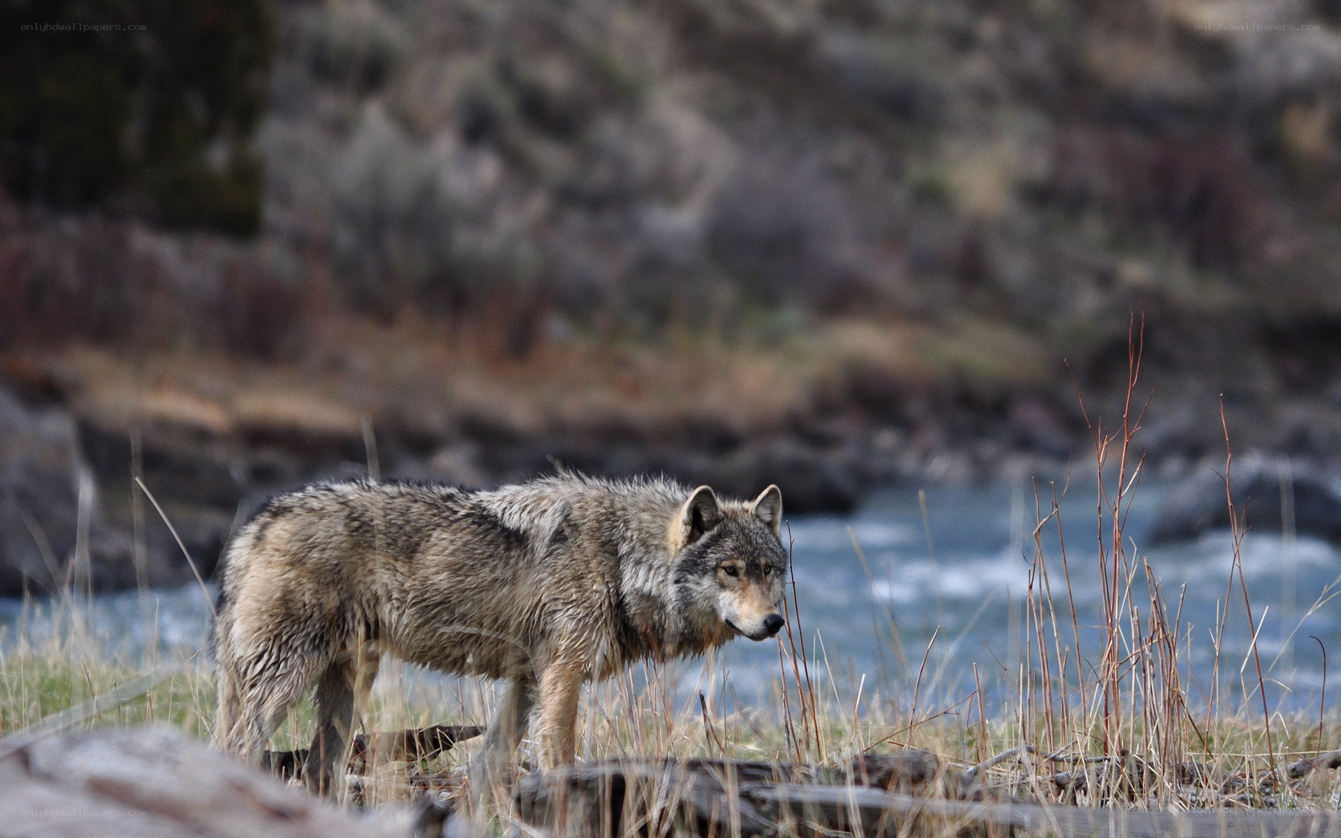 wolf by a riverbank