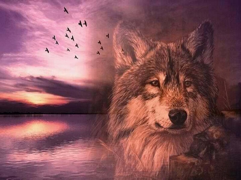 Wolf by Lake at Dusk