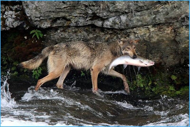 Wolf Carrying Fish